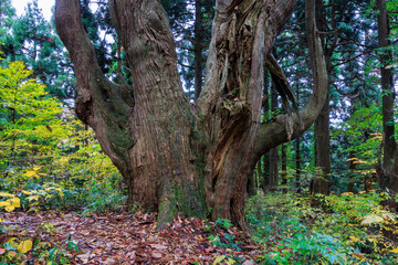 幻想の森の樹齢1000年の杉