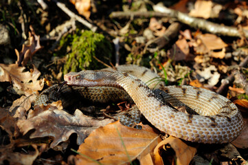 Aspisviper // Asp Viper (Vipera aspis) - Schweizer Jura, Schweiz
