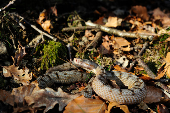 Asp Viper // Aspisviper (Vipera aspis) - Jura Mountains, Switzerland 