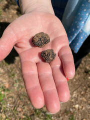 black truffles in the hand