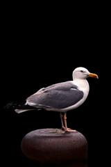Portrait of seagull perched on black background