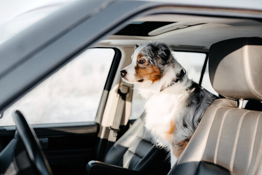 Close-up Of Dog Sitting In Car. Australian Shepherd Blue Merle. Dog Looking In Car Window