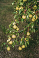 a lot of ripe pears are hanging on a branch, a pear tree, a big harvest!