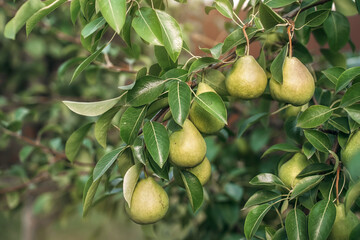 a lot of ripe pears are hanging on a branch, a pear tree, a big harvest