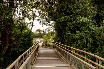 wooden bridge over the river in iguazu falls