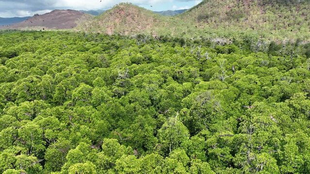 Sunda flying foxes, Acerodon mackloti, fly over the canopy of a remote mangrove forest where they roost in Indonesia. Mangroves provide vital habitat for invertebrates, fish, birds, and fruit bats.