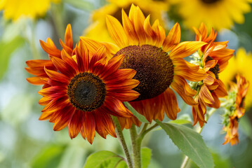 Sunflowers Ready For Harvest In Mid September