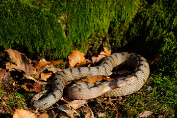 Asp Viper // Aspisviper (Vipera aspis) - Jura Mountains, Switzerland 