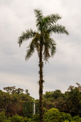 palm trees on the iguazu national park