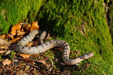 Asp Viper // Aspisviper (Vipera aspis) - Jura Mountains, Switzerland 