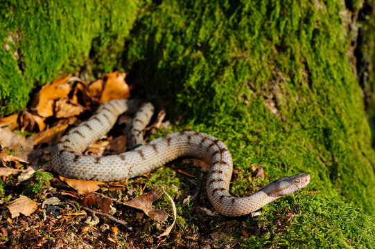 Asp Viper // Aspisviper (Vipera aspis) - Jura Mountains, Switzerland 
