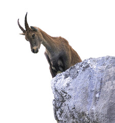 Female wild alpine, capra ibex, or steinbock portrait - 544931540