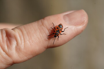 A single firebug (Pyrrhocoris apterus) on the finger of the photographer. In November in Garbsen, Northern Germany.