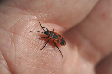 A single firebug (Pyrrhocoris apterus) on the finger of the photographer. In November in Garbsen, Northern Germany.