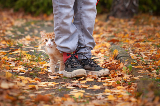 Portrait of a cute ginger tabby kitten in the Sunny garden in cold autumn day on walking outside. Domestic cat walking on a leash in the fall park