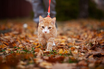 Portrait of a cute ginger tabby kitten in the Sunny garden in cold autumn day on walking outside....
