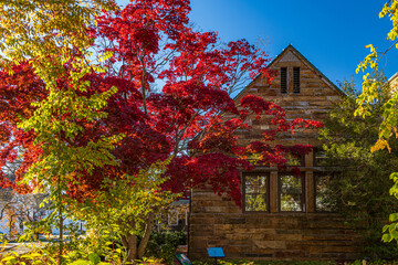 Massachusetts-Manchester-by-the-Sea-Beech tree