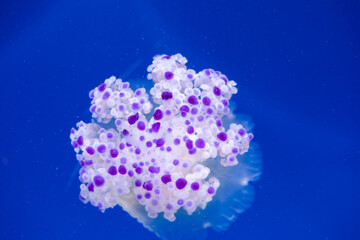 Fototapeta na wymiar Close-up of fried egg (Cotylorhiza tuberculata) jellyfish, also known as the Mediterranean jellyfish in blue water