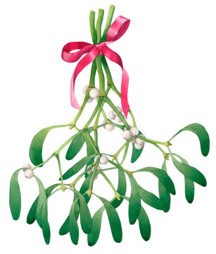 Mistletoe. Watercolor illustration of hanging mistletoe sprigs with berries and red bow isolated on white background. Design for invitation, greeting cards, etc.