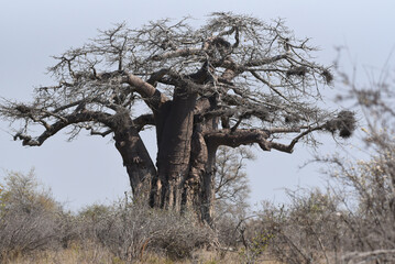 Baobab trees in Kruger National Park