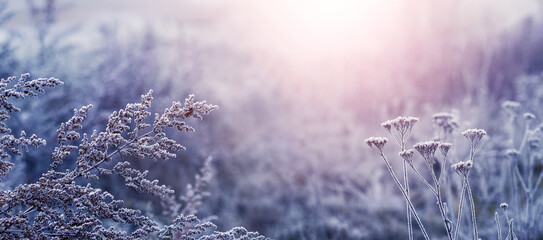 Atmospheric winter landscape and background with frost covered plants in the morning during sunrise