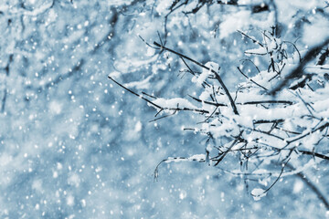 Winter forest during snowfall, tree branches covered with snow