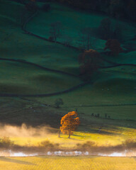 Lone Tree during Fall in front of a river catching the morning sun.  Sunrise in the Lake District UK. 