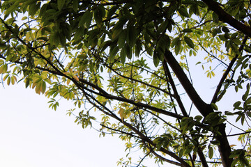Green leaves and a tree with clear sky