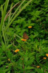 The close-up of a butterfly collecting nectar on the yellow wild flower in the bush