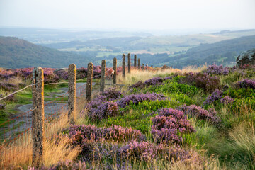 Heather in the Peak District with a fence leading you through the scene.  August in Derbyshire