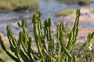 Landscape with cactus trees in Kruger National Park