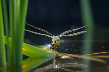 An Emperor dragonfly depositing eggs in a pond