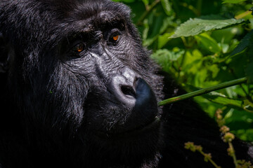 Portrait of a Mountain Gorilla eating in Bwindi National Forest, Uganda