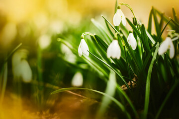 Beautiful white delicate flowers of snowdrops bloom among the green grass on a sunny spring day. Nature in April. Early flowers.