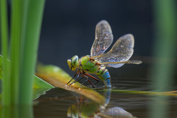 An Emperor dragonfly depositing eggs in a pond