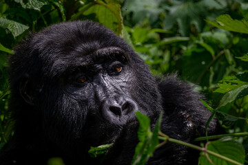 Portrait of a Mountain Gorilla in Bwindi National Forest, Uganda