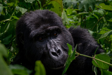 Portrait of a Mountain Gorilla in Bwindi National Forest, Uganda