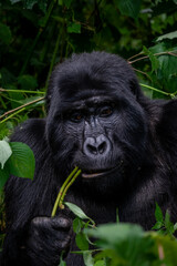 Portrait of a Mountain Gorilla eating in Bwindi National Forest, Uganda