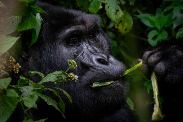 Portrait of a Mountain Gorilla eating in Bwindi National Forest, Uganda