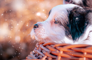 Puppy outdoors on a sunny day in pumpkin halloween