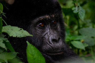 Portrait of a Mountain Gorilla in Bwindi National Forest, Uganda