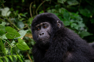 Portrait of a Mountain Gorilla in Bwindi National Forest, Uganda