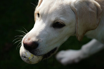 cremeweißer Short coated British Labrador Retriever 4 Monate alt