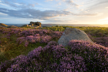 Beautiful Sunset panorama of heather in the Peak district, UK. Pink and purple flowers