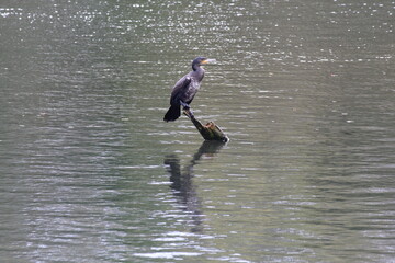 A Double Crested Cormorant sitting on a log in the middle of a lake. This is the bird found on top of the Royal Liver Buildings in Merseyside. The Liver Birds.