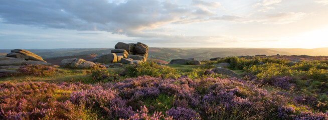 Beautiful Sunset panorama of heather in the Peak district, UK. Pink and purple flowers - obrazy, fototapety, plakaty