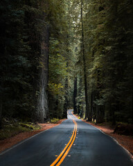 Fototapeta premium Road through Redwood forest, California Oregon Pacific Northwest