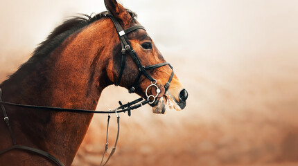 Portrait of a beautiful bay horse galloping fast. Equestrian sports. Photo of a horse.