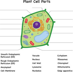 Plant cell diagram parts , unlabeled, fill in the blanks test