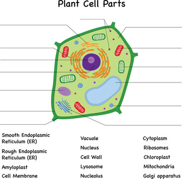 Plant cell diagram parts , unlabeled, fill in the blanks test